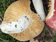 Russula maculata