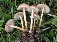 Marasmius oreades