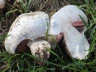 Agaricus bitorquis 