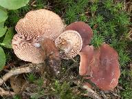 Lactarius camphoratus