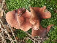 Lactarius camphoratus