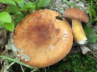 Lactarius volemus