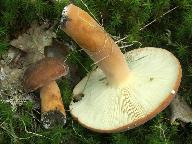 Lactarius volemus