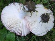 foto Karel Tejkal