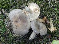 Lactarius circellatus 