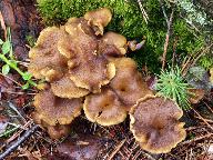 Cantharellus tubaeformis