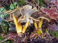 Cantharellus tubaeformis 