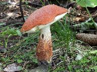 Leccinum aurantiacum 