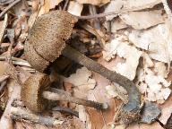 Inocybe calamistrata