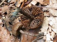 Inocybe calamistrata