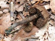 Inocybe calamistrata 