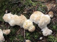 Postia ptychogaster 