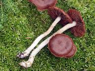 Cortinarius tortuosus 