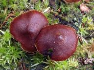 Cortinarius tortuosus