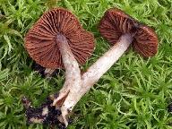 Cortinarius tortuosus 