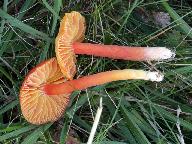 Hygrocybe coccinea