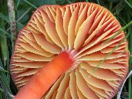 Hygrocybe coccinea