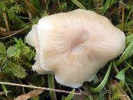 Cuphophyllus virgineus