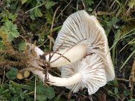 Cuphophyllus virgineus