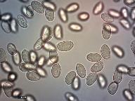 Hebeloma mesophaeum 