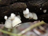 Crepidotus caspari