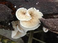 Crepidotus caspari 