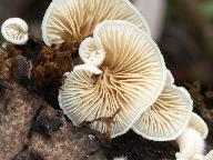 Crepidotus caspari