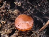 Scutellinia crinita