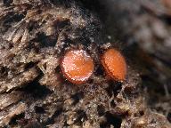 Scutellinia crinita