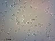 Tyromyces fissilis 