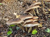 Pluteus cervinus 