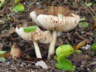 Pluteus cervinus 