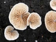 Crepidotus cesatii 