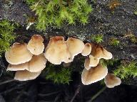 Stereum subtomentosum 