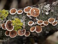 Schizophyllum amplum 