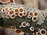 Schizophyllum amplum 