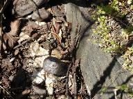 Geastrum pouzarii