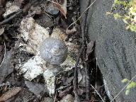 Geastrum pouzarii