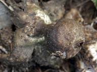 Geastrum pouzarii