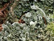 Cladonia digitata