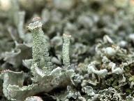 Cladonia digitata 