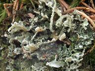 Cladonia digitata