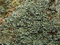 Cladonia digitata 