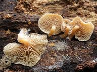 Trichocybe puberula 