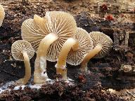 Trichocybe puberula 