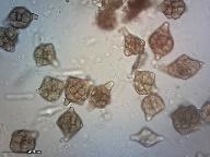 Phragmotrichum chailletii 