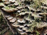 Phellinus conchatus 