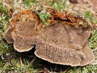 Phellinus conchatus
