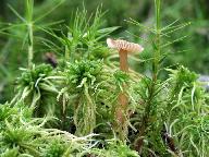 Entoloma cetratum