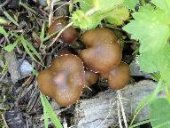 Kuehneromyces lignicola 